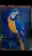 Midnight Blue Parrot