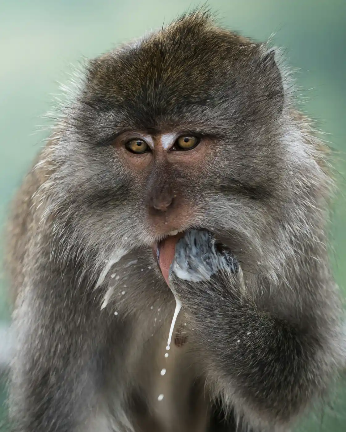 Monkey's Delight by BRENZKafrica