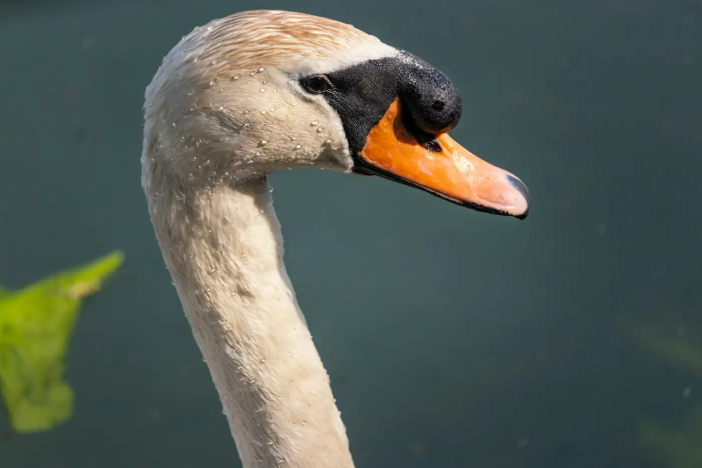 Mute Swan Portrait by BRENZKafrica