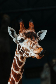 BRENZKafrica’s  Giraffe Portrait