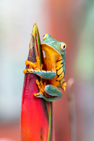 BRENZKafrica’s Rainforest Serenade image