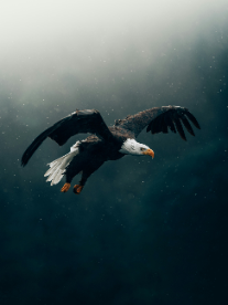 BRENZKafrica’s Eagle in Flight