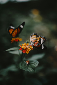 BRENZKafrica’s Butterfly Serenade