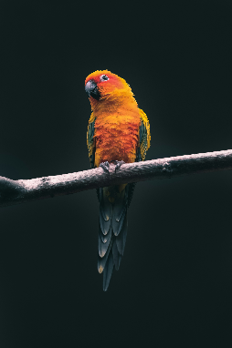 BRENZKafrica’s Vibrant Parrot Perch