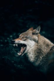 BRENZKafrica’s Fierce Wolf Portrait