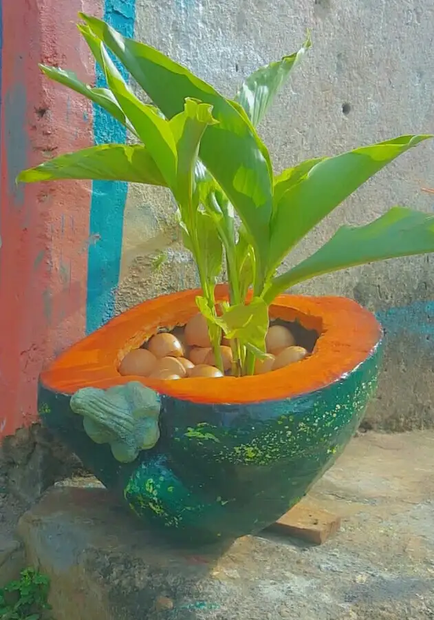 Vibrant Planter with Green Plant
