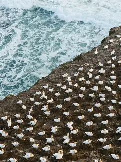 BRENZKafrica’s Gannet Colony on Rocky Shore